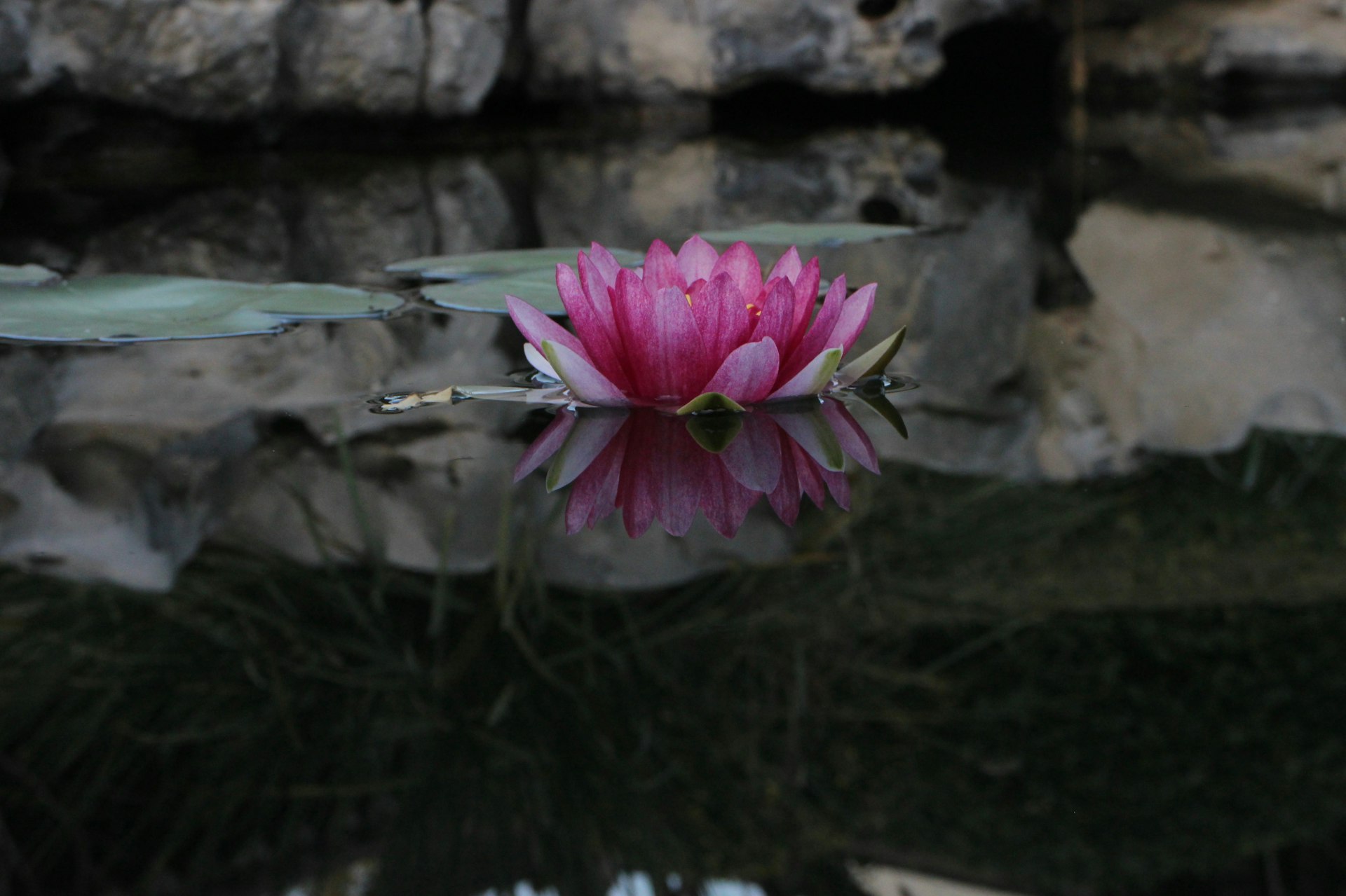 purple lotus flower in bloom during daytime